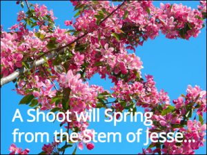 a shoot will spring from the stem of Jesse